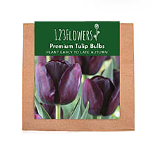Tulip Bulbs Queen of the night