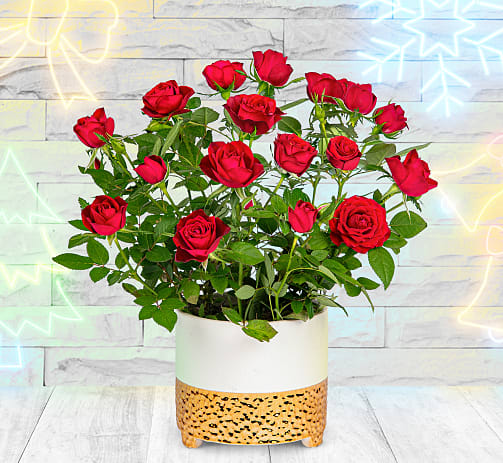 Christmas flowers and plants delivered