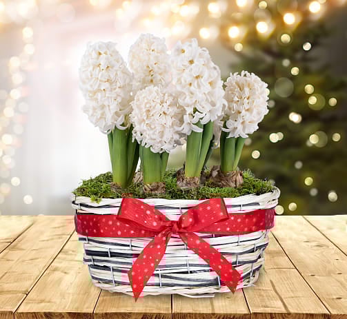 Buy christmas flowers shop online