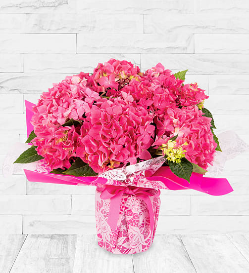 Indoor Plants & House Plants Online Next Day Delivery With 123 Flowers