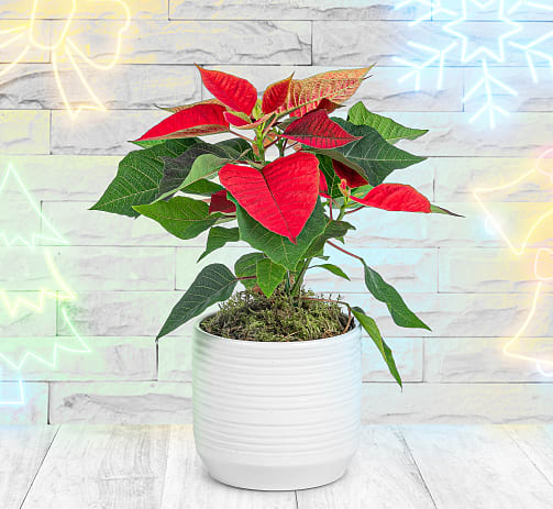 Christmas gift plants delivered clearance