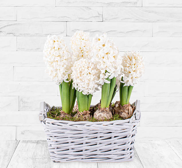 Hyacinth Basket 123 Flowers