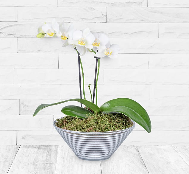 Orchids deluxe store