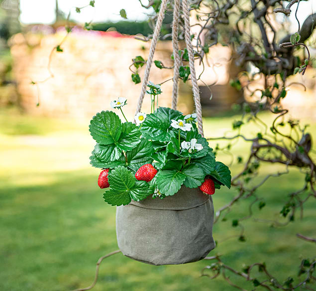 Hanging Strawberry 123 Flowers
